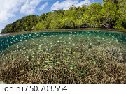Blue-green damselfish swim above a shallow reef in Raja Ampat, Indonesia. Стоковое фото, фотограф Ethan Daniels/Stocktrek Images / ТАСС / Фотобанк Лори