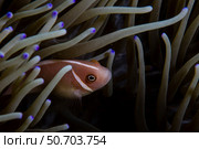 A pink anemonefish swims among the tentacles of its host anemone. Стоковое фото, фотограф Ethan Daniels/Stocktrek Images / ТАСС / Фотобанк Лори