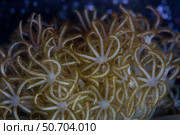 A soft coral colony (Xenia sp.) grows in Lembeh Strait, Indonesia. Стоковое фото, фотограф Ethan Daniels/Stocktrek Images / ТАСС / Фотобанк Лори