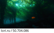 Kelp forest (macrocystis), Islas San Benito, Baja California, Mexico. Стоковое фото, фотограф Morten Beier/Stocktrek Images / ТАСС / Фотобанк Лори