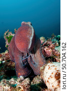 Octopus on reef, Koh Bon, Similan Islands, Thailand. Стоковое фото, фотограф Morten Beier/Stocktrek Images / ТАСС / Фотобанк Лори