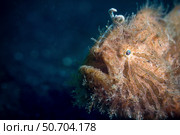 Striated frogfish, Lembeh Strait, Indonesia. Стоковое фото, фотограф Alessandro Cere/Stocktrek Images / ТАСС / Фотобанк Лори