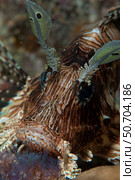 Lionfish, Koh Racha Yai, Thailand. Стоковое фото, фотограф Morten Beier/Stocktrek Images / ТАСС / Фотобанк Лори