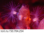 Anemone on sea squirt, Helleback, Lysekil, Sweden. Стоковое фото, фотограф Morten Beier/Stocktrek Images / ТАСС / Фотобанк Лори
