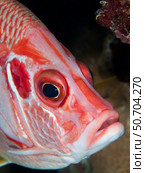 Red fish, Farasan Banks, Mar Mar Island north, Saudi Arabia. Стоковое фото, фотограф Morten Beier/Stocktrek Images / ТАСС / Фотобанк Лори