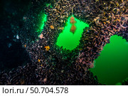 Clams growing on the inside of the USS Arthur Radford shipwreck. Стоковое фото, фотограф Jennifer Idol/Stocktrek Images / ТАСС / Фотобанк Лори