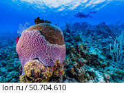 Reefscape on Grand Cayman, Cayman Islands. Стоковое фото, фотограф Jennifer Idol/Stocktrek Images / ТАСС / Фотобанк Лори