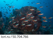 Bluestreak fusilier school in Komodo National Park, Indonesia. Стоковое фото, фотограф Brandi Mueller/Stocktrek Images / ТАСС / Фотобанк Лори