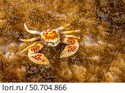 The porcelain crab, Neopetrolisthes maculatus, is commensal in sea anemones, Philippines. Стоковое фото, фотограф David Fleetham/Stocktrek Images / ТАСС / Фотобанк Лори