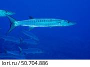 Blackfin barracuda, Sphyraena qenie, form large schools on the seaward side of the reef, Yap, Micronesia. Стоковое фото, фотограф David Fleetham/Stocktrek Images / ТАСС / Фотобанк Лори