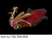 The male oval squid, Sepioteuthis lessoniana, can reach 14 inches in length, Hawaii. Стоковое фото, фотограф David Fleetham/Stocktrek Images / ТАСС / Фотобанк Лори