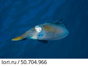 The Caribbean reef squid, Sepioteuthis sepioidea, in the Caribbean Sea. Стоковое фото, фотограф David Fleetham/Stocktrek Images / ТАСС / Фотобанк Лори