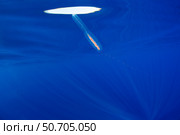 A species of siphonophore of the genus Marrus, with trailing venomous tentacle, Hawaii. Стоковое фото, фотограф David Fleetham/Stocktrek Images / ТАСС / Фотобанк Лори