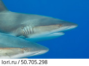 A pair of a grey reef sharks, Carcharhinus amblyrhynchos, off the island of Yap, Micronesia. Стоковое фото, фотограф David Fleetham/Stocktrek Images / ТАСС / Фотобанк Лори