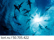 Grey reef sharks, Carcharhinus amblyrhynchos, schooling at the surface off the island of Yap, Micronesia. Стоковое фото, фотограф David Fleetham/Stocktrek Images / ТАСС / Фотобанк Лори