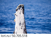 Barnacles attached to the pectoral fin of a humpback whale (Megaptera novaeangliae) Стоковое фото, фотограф David Fleetham/Stocktrek Images / ТАСС / Фотобанк Лори
