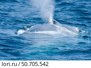 A blue whale, Balaenoptera musculus, surfaces off the coast of California, USA. Стоковое фото, фотограф David Fleetham/Stocktrek Images / ТАСС / Фотобанк Лори