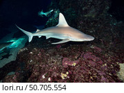 Sandbar shark (Carcharhinus plumbeus), Hawaii. Стоковое фото, фотограф David Fleetham/Stocktrek Images / ТАСС / Фотобанк Лори