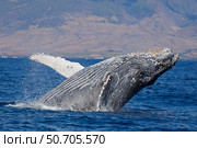 Breaching humpback whale, Megaptera novaeangliae, off the coast of Hawaii. Стоковое фото, фотограф David Fleetham/Stocktrek Images / ТАСС / Фотобанк Лори
