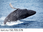 A breaching humpback whale, Megaptera novaeangliae, off Hawaii. Стоковое фото, фотограф David Fleetham/Stocktrek Images / ТАСС / Фотобанк Лори