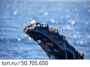 Barnacles attached to the pectoral fin of a humpback whale (Megaptera novaeangliae) Стоковое фото, фотограф David Fleetham/Stocktrek Images / ТАСС / Фотобанк Лори