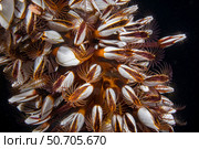 Gooseneck barnacles, Lepas anatifera, feeding at night in the Philippines. Стоковое фото, фотограф David Fleetham/Stocktrek Images / ТАСС / Фотобанк Лори