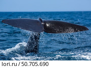 A sperm whale, Physeter macrocephalus, slapping the water with its tail fluke. Стоковое фото, фотограф David Fleetham/Stocktrek Images / ТАСС / Фотобанк Лори