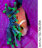 A Maldive anemonefish finding comfort in its anemone. Стоковое фото, фотограф Bruce Shafer/Stocktrek Images / ТАСС / Фотобанк Лори
