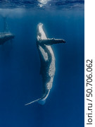 Humpback whale (Megaptera novaeangliae) mother and her calf. Стоковое фото, фотограф Bruce Shafer/Stocktrek Images / ТАСС / Фотобанк Лори