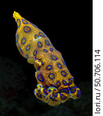 Snooted, free-swimming blue-ringed octopus (Hapalochlaena spp.) Bruce Shafer/Stocktrek Images (2020 год). Стоковое фото, агентство ТАСС / Фотобанк Лори