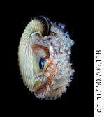 Female paper nautilus (Argonauta spp.), Anilao, Philippines. Стоковое фото, фотограф Bruce Shafer/Stocktrek Images / ТАСС / Фотобанк Лори