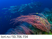 Blackfin barracuda (Sphyraena qenie) swimming over a reef in Papua New Guinea (2020 год). Стоковое фото, фотограф Bruce Shafer/Stocktrek Images / ТАСС / Фотобанк Лори