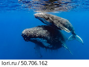 Humpback whale (Megaptera novaeangliae) mother and her calf. Стоковое фото, фотограф Bruce Shafer/Stocktrek Images / ТАСС / Фотобанк Лори
