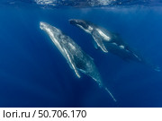 Humpback whale (Megaptera novaeangliae) mother and her calf. Стоковое фото, фотограф Bruce Shafer/Stocktrek Images / ТАСС / Фотобанк Лори