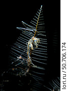 Skeleton shrimp (Caprella spp.) on a hydroid, Anilao, Philippines. Стоковое фото, фотограф Bruce Shafer/Stocktrek Images / ТАСС / Фотобанк Лори