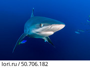 Silvertip shark (Carcharhinus albimarginatus), Kimbe Bay, Papua New Guinea. Стоковое фото, фотограф Bruce Shafer/Stocktrek Images / ТАСС / Фотобанк Лори