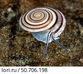 Clear sundial snail (Architectonica perspectiva) Bruce Shafer/Stocktrek Images. Стоковое фото, агентство ТАСС / Фотобанк Лори