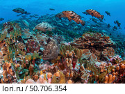 Marbled grouper gather in the South Pass of Fakarava to spawn, French Polynesia. Стоковое фото, фотограф Brook Peterson/Stocktrek Images / ТАСС / Фотобанк Лори