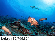 A shark patrols the waters above a gathering of grouper before they spawn. Стоковое фото, фотограф Brook Peterson/Stocktrek Images / ТАСС / Фотобанк Лори