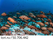 Grouper gather in large numbers on the ocean floor waiting to spawn together. Стоковое фото, фотограф Brook Peterson/Stocktrek Images / ТАСС / Фотобанк Лори