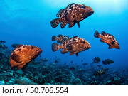 Marbeled grouper begin to gather together to spawn, French Polynesia. Стоковое фото, фотограф Brook Peterson/Stocktrek Images / ТАСС / Фотобанк Лори