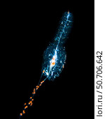 Siphonophore, Forskalia sp., black background. Стоковое фото, фотограф Brent Barnes/Stocktrek Images / ТАСС / Фотобанк Лори