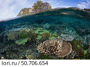 A healthy and beautiful coral reef thrives in shallow water in Raja Ampat, Indonesia. Стоковое фото, фотограф Ethan Daniels/Stocktrek Images / ТАСС / Фотобанк Лори