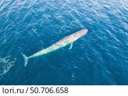 A pygmy blue whale, Balaenoptera musculus brevicauda, rises to the surface. Стоковое фото, фотограф Ethan Daniels/Stocktrek Images / ТАСС / Фотобанк Лори