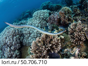 A black-banded sea krait, Laticauda semifasciata, swims over beautiful corals. Стоковое фото, фотограф Ethan Daniels/Stocktrek Images / ТАСС / Фотобанк Лори