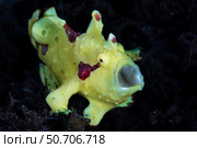 A colorful warty frogfish, Antennarius maculatus, yawns as it waits for prey. Стоковое фото, фотограф Ethan Daniels/Stocktrek Images / ТАСС / Фотобанк Лори