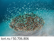 A school of blue-green damselfish, Chromis viridis, in Raja Ampat, Indonesia. Стоковое фото, фотограф Ethan Daniels/Stocktrek Images / ТАСС / Фотобанк Лори