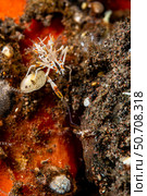 Tiger shrimp (Phyllognatia ceratophthalmus) shaking claws with a commensal shrimp, Bali, Indonesia. Стоковое фото, фотограф Mathieu Meur/Stocktrek Images / ТАСС / Фотобанк Лори