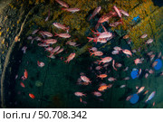 School of red soldierfish (Myripristis berndti) inside the Stella Maru shipwreck, Mauritius (2024 год). Стоковое фото, фотограф Mathieu Meur/Stocktrek Images / ТАСС / Фотобанк Лори