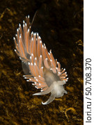 Orange and white red-gilled nudibranch (Flabellina verrucosa), Iceland. Стоковое фото, фотограф Mathieu Meur/Stocktrek Images / ТАСС / Фотобанк Лори